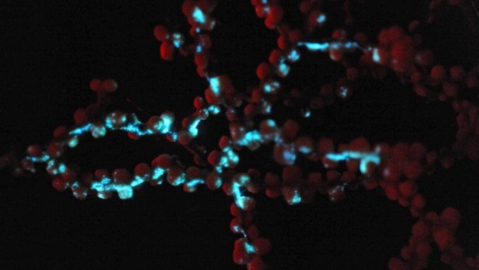 2024’ün Bilimsel Rekorları