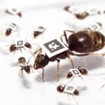 Aman diğerlerine bulaştırmayayım!