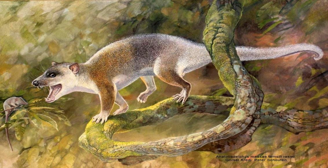 Anadolu'da yeni tür bulundu