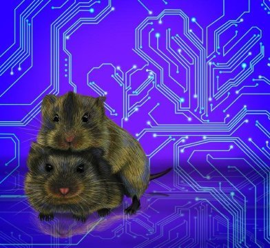 Araştırmacılar, aşkın sinirsel kodunu kırmaya biraz daha yaklaştı