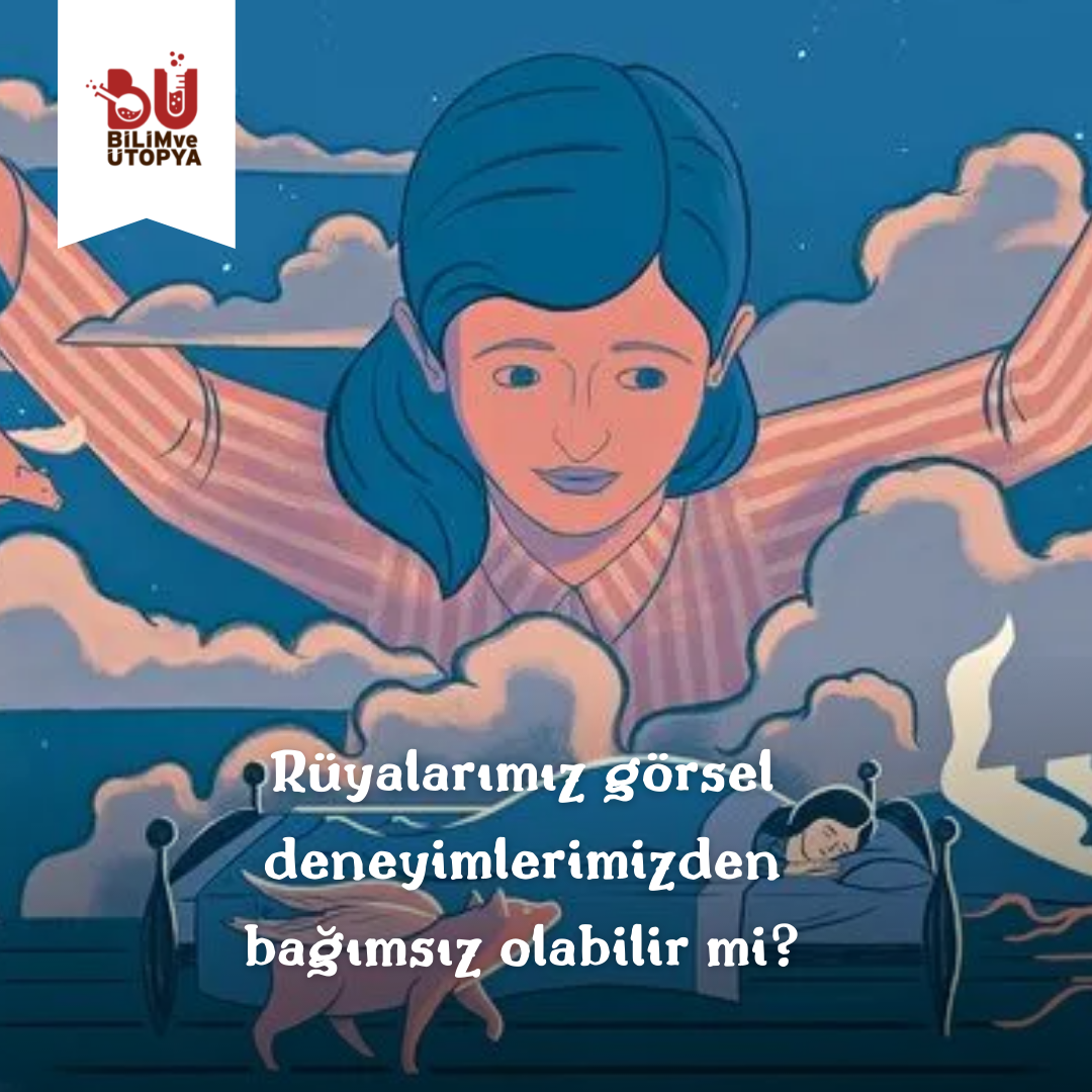 Beynin esnekliği, evrim ve rüyalar