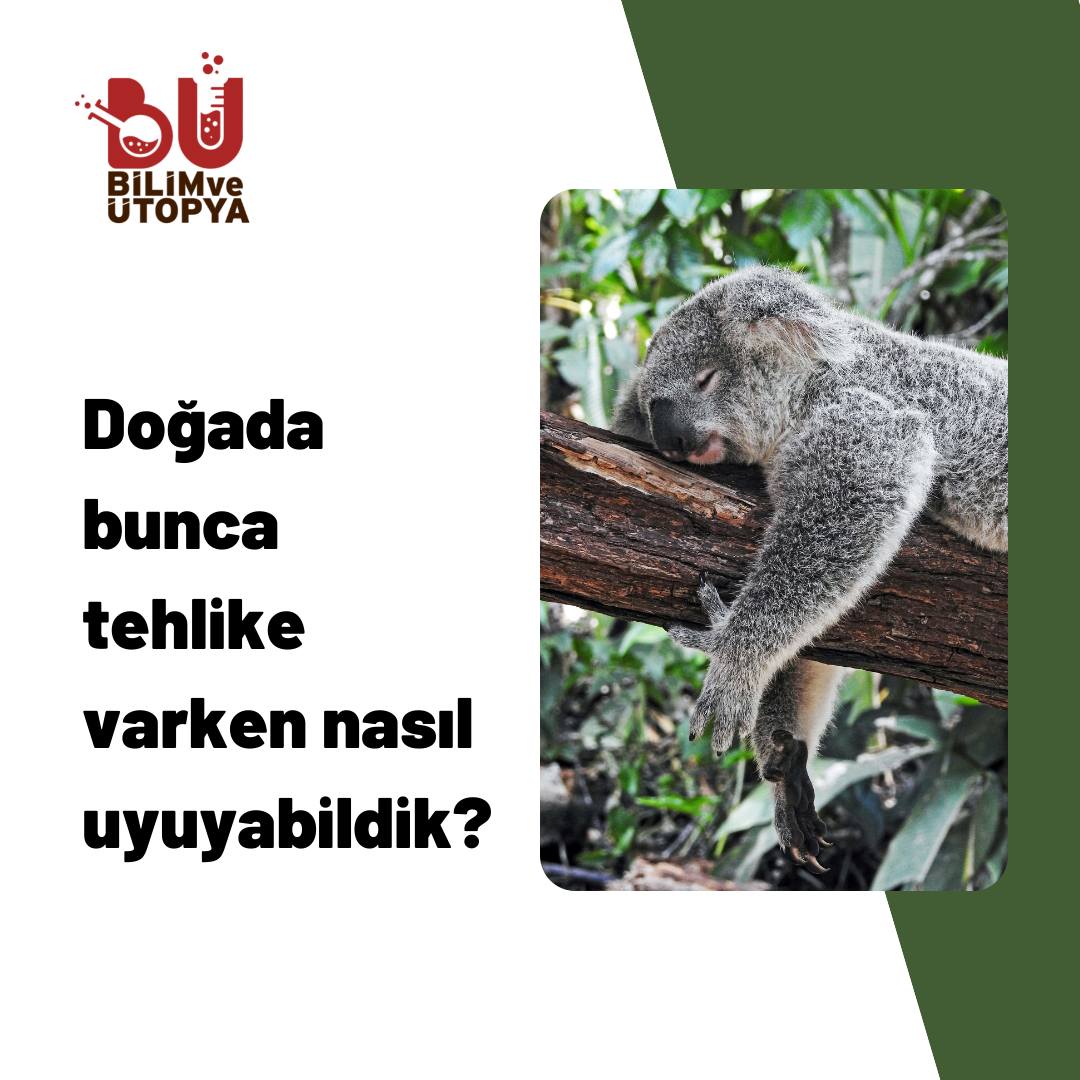 Bunca tehlikesine rağmen neden uyuduk? Uykunun anlamı