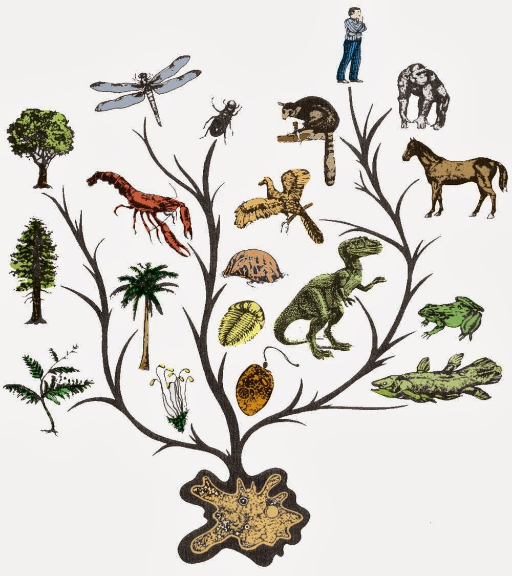 Çocuklar için evrim-1: Dünyamızın oluşumu ve evrim sürecinin başlaması