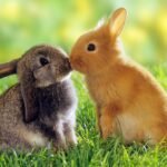 Eşeyselliğin evrimi