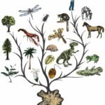 Evrimi keşfediyoruz!