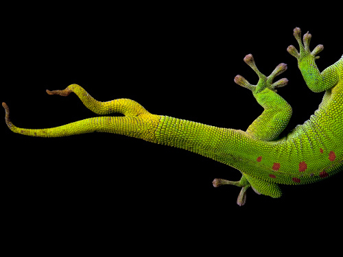 Evrimsel süreçte ‘rejenerasyon’