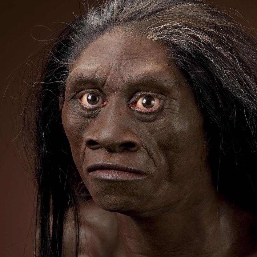 Homo floresiensis (95/74 bin – 12 bin)
