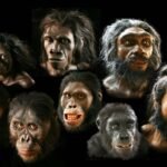 İnsanın evrimine yolculuk