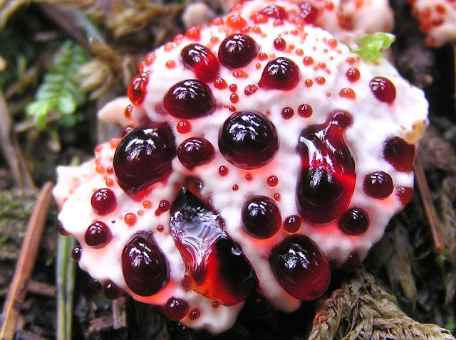 Kanayan mantar (Hydnellum peckii)
