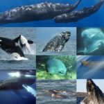 Karadan suya dönüş: Balina, yunus ve domuz balıklarının evrimi