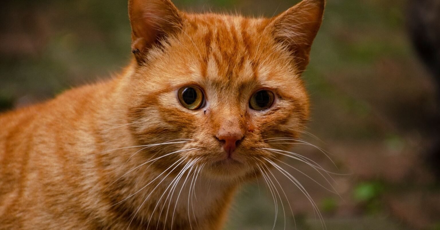 Kedilerdeki turuncu tüylerin arkasındaki gen sonunda bulundu