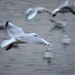 Küçük etçil dinozorların gökyüzünü keşfi: Kuşların evrimi