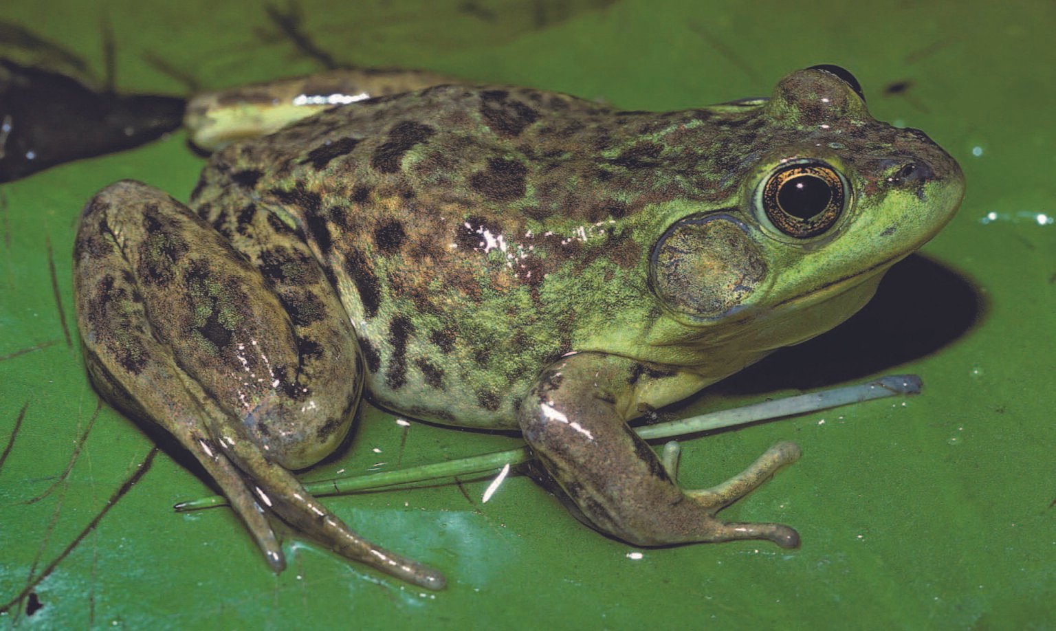Kurbağalar siğil atar mı?