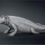 Maymundan değil balıktan geldik