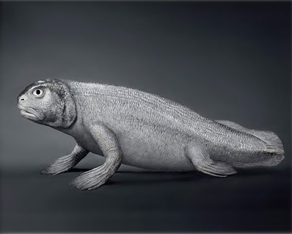 Maymundan değil balıktan geldik