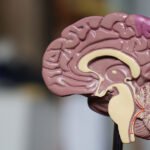 Mit avcıları: Beynimiz neden her şeyin kökenini sever?