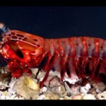 Muazzam katil: Peygamberdevesi karidesi