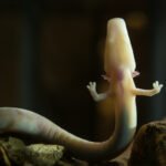 Olm: Ejderha yavruları