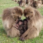 Primatlarda üreme davranışları