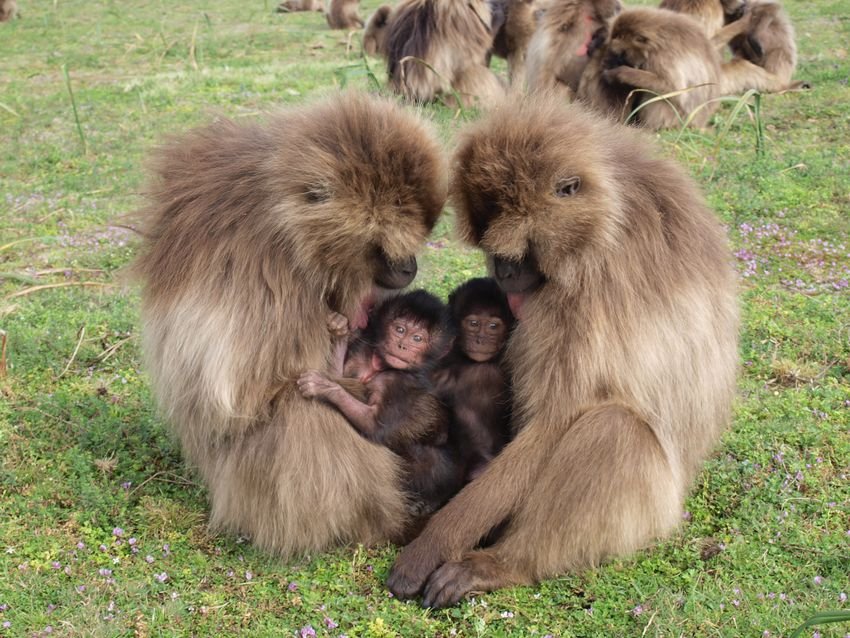 Primatlarda üreme davranışları