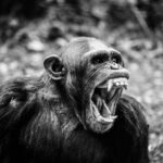 Savaşçı gen: Monoamin oksidaz A (MAO-A)