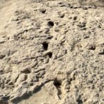 Tarih öncesi ayak izleri türümüzün iki farklı atasının bir arada yaşadığını gösteriyor