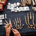 Yaşamın tarihini yazmak-1: Fosillerle geçmişe yolculuk