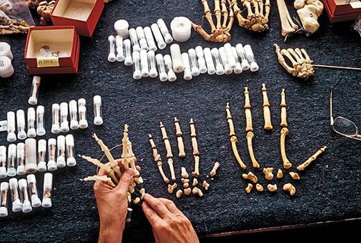 Yaşamın tarihini yazmak-1: Fosillerle geçmişe yolculuk