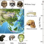 Yeni bir Homo türü keşfedildi: Homo juluensis