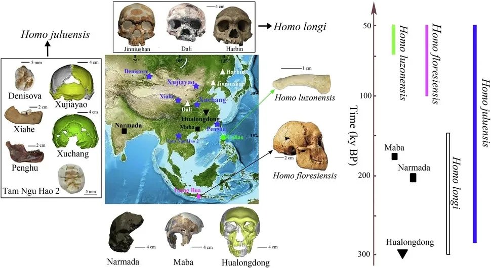 Yeni bir Homo türü keşfedildi: Homo juluensis