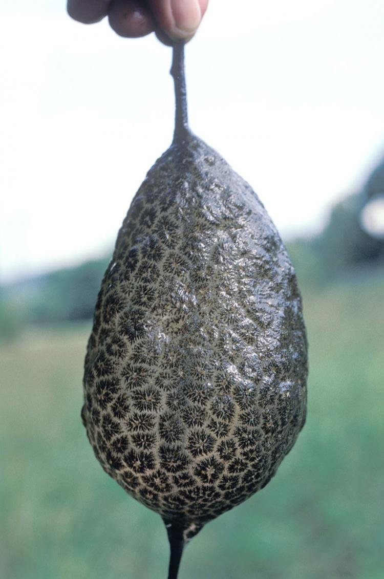 Muhteşem Bryozoa