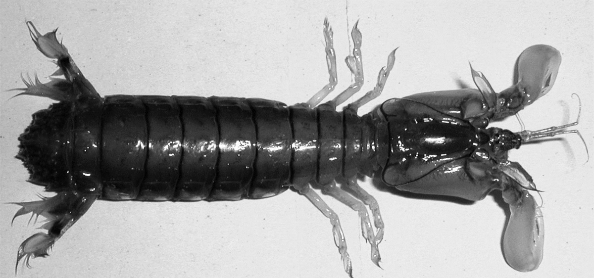 Muazzam katil: Peygamberdevesi karidesi