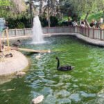 kugulu-park-ankara-nin-acik-hava-hayvan-hapishanesi