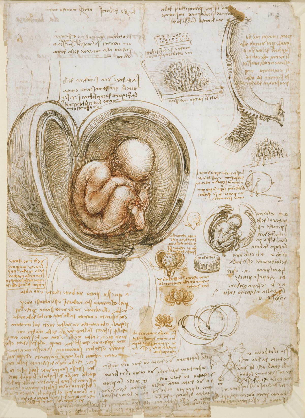 Leonardo da Vinci'nin rahimdeki cenin çizimi